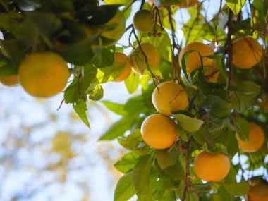 Türkiye 'de bir bahçede olgunlaşmış portakallar. yaz arkaplanı
