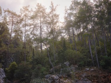 Türkiye 'ye git, Kemer sonbahar mevsiminde. Lycian Yolu 'nun ünlü bir parçası, Goynuk Kanyonu. Türkiye, Asya 'nın harika sabah manzarası. Doğa konseptinin güzelliği.