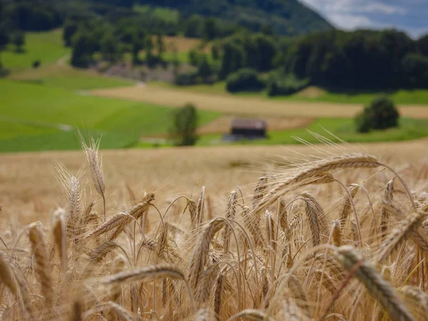 Campo Grano Dorato Collina Verde Roggenburg Svizzera Mondo Della Bellezza — Foto Stock