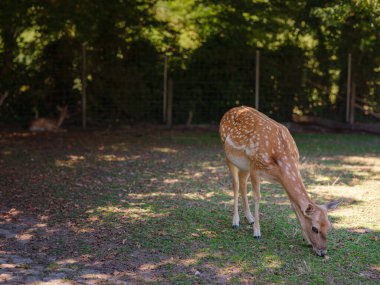 Küçük hayvanat bahçesi Lange Erlen veya Erlen-Verein Basel. 1871 'de çoğunlukla yerli hayvanlarla kurulan ücretsiz hayvanat bahçesi. Yumurta geyiği dişi