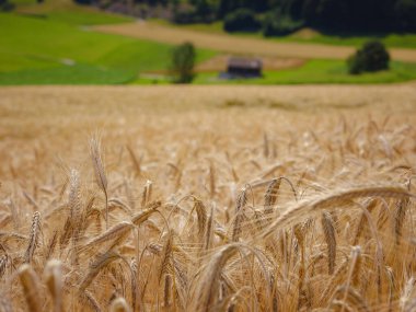 Altın buğday tarlası ve yeşil tepe. Roggenburg, İsviçre. Güzellik dünyası.