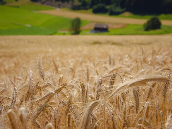 Золотое Пшеничное Поле Зеленый Холм Роггенбург Швейцария Мир Красоты — стоковое фото