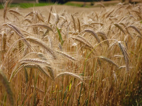 Campo Grano Dorato Roggenburg Svizzera Mondo Della Bellezza — Foto Stock