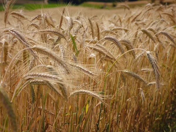 Gold Wheat Field Roggenburg Switzerland Beauty World Royalty Free Stock Images