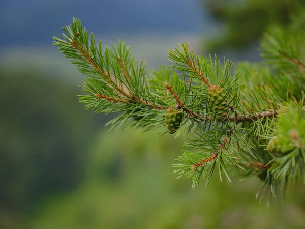Zielony Europejski Krajobraz Leśny Piękna Przyroda Szwajcarii Francji Okresie Letnim — Zdjęcie stockowe