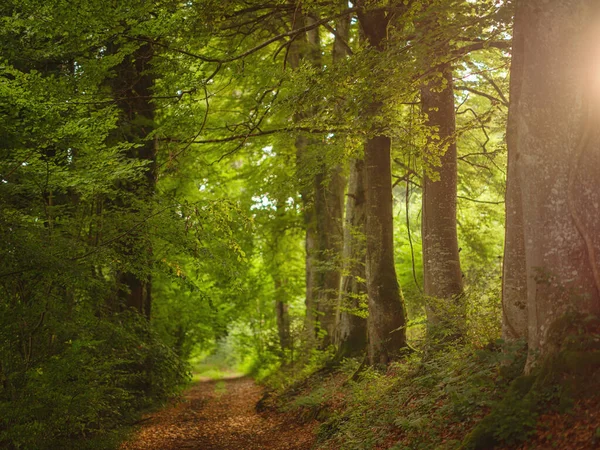 Green European Forest Landscape Beautiful Nature Switzerland France Summer Time — Stock Photo, Image