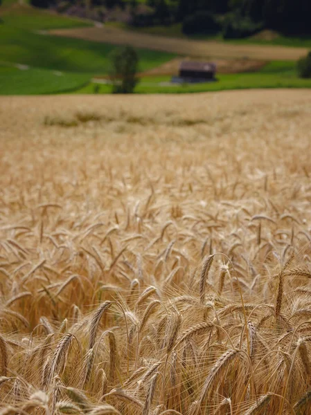 Campo Grano Dorato Collina Verde Roggenburg Svizzera Mondo Della Bellezza — Foto Stock