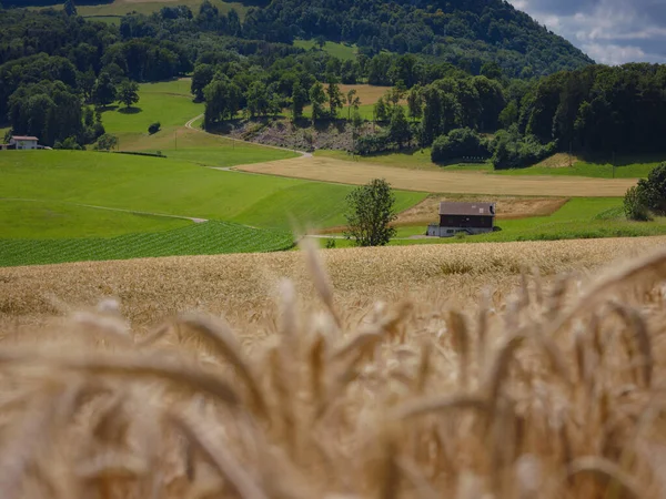 Campo Grano Dorato Collina Verde Roggenburg Svizzera Mondo Della Bellezza — Foto Stock