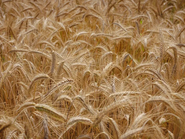 Золоте Пшеничне Поле Роггенбург Швейцарія Світ Краси — стокове фото