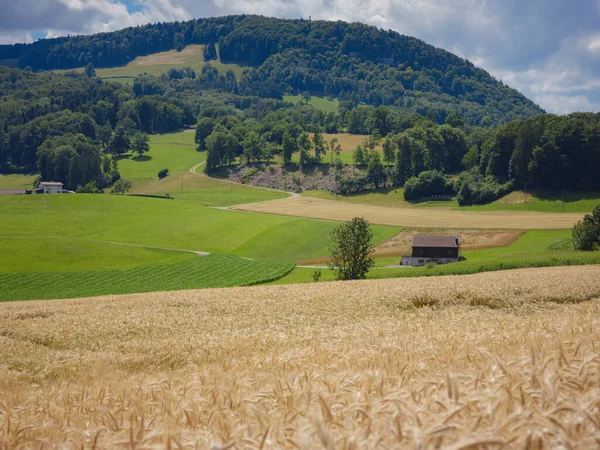 Campo Grano Dorato Collina Verde Roggenburg Svizzera Mondo Della Bellezza — Foto Stock