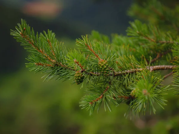 Paisagem Florestal Europeia Verde Bela Natureza Suíça França Hora Verão — Fotografia de Stock