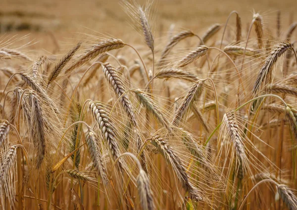Золотое Пшеничное Поле Роггенбург Швейцария Мир Красоты — стоковое фото