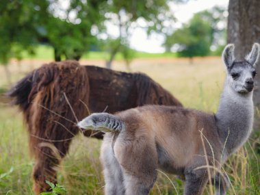 Gri, kahverengi ve siyah alpaka grubuyla gün doğumunda arka planda ağaçlarla birlikte çimenli tepelerde yürüyüp otlayan güzel bir gündoğumu çiftliği sahnesi. Fransa 'da yaz mevsimi