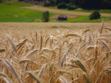 Altın buğday tarlası ve yeşil tepe. Roggenburg, İsviçre. Güzellik dünyası.