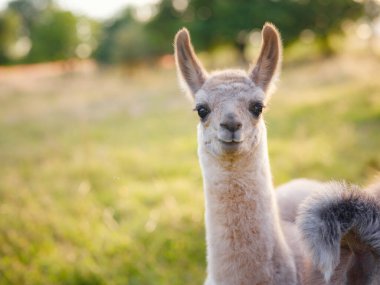 Gri, kahverengi ve siyah alpaka grubuyla gün doğumunda arka planda ağaçlarla birlikte çimenli tepelerde yürüyüp otlayan güzel bir gündoğumu çiftliği sahnesi. Fransa 'da yaz mevsimi