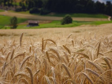 Altın buğday tarlası ve yeşil tepe. Roggenburg, İsviçre. Güzellik dünyası.