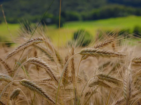 Campo Trigo Dourado Colina Verde Roggenburg Suíça Mundo Beleza — Fotografia de Stock