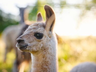 Gri, kahverengi ve siyah alpaka grubuyla gün doğumunda arka planda ağaçlarla birlikte çimenli tepelerde yürüyüp otlayan güzel bir gündoğumu çiftliği sahnesi. Fransa 'da yaz mevsimi