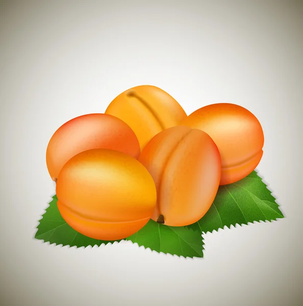 Abricots aux feuilles — Image vectorielle