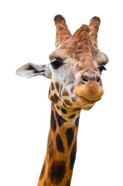 giraffes face clipart