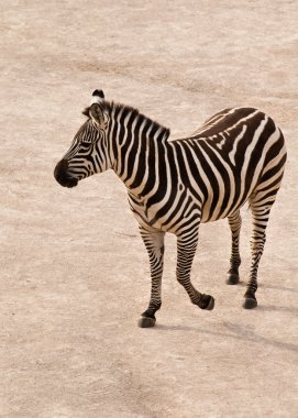 Zebra dans