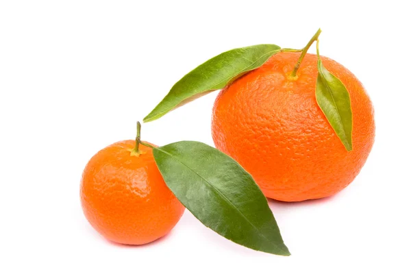 Tangerins on a white background — Stock Photo, Image