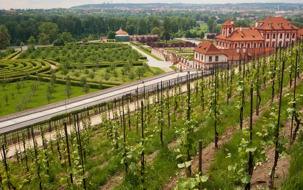 Wijngaard in Praag met uitzicht op kasteel troja — Stockfoto