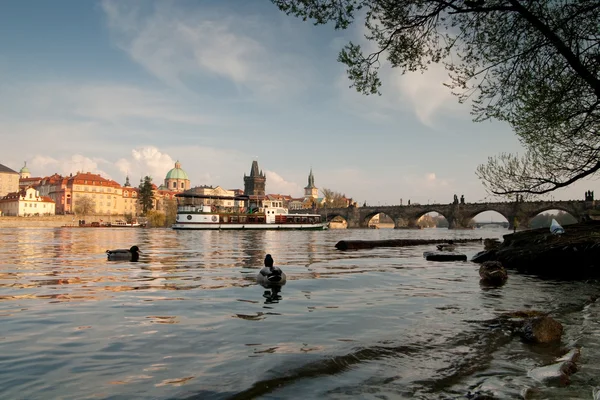 Прага. Влтавский и Карлов мосты — стоковое фото