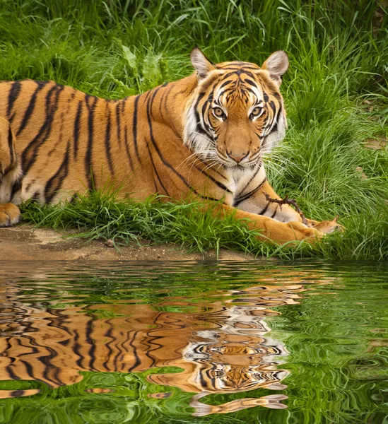 Tiger in Wassernähe — Stockfoto