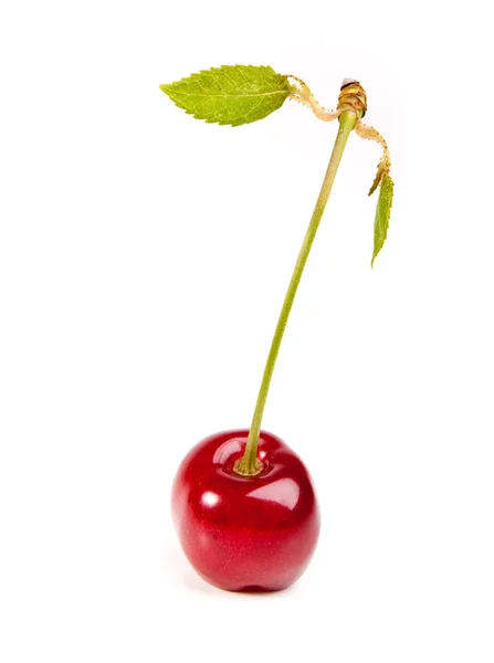 Sweet red cherry with leaves isolated on white — 스톡 사진