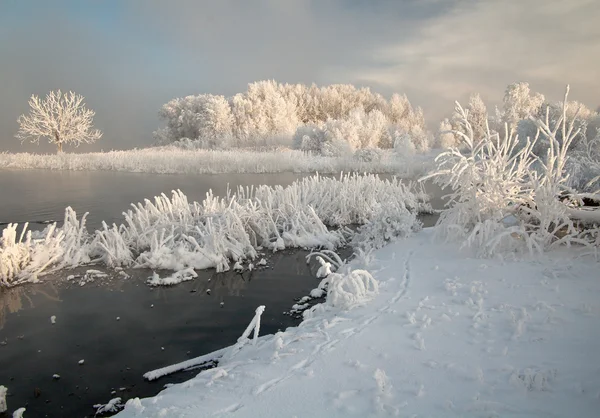 Frozen branches. Stock Photo