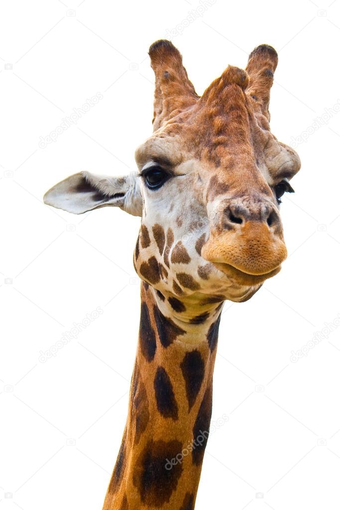 giraffes face