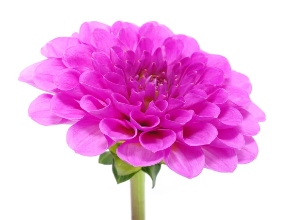 Rosa blomma — Stockfoto