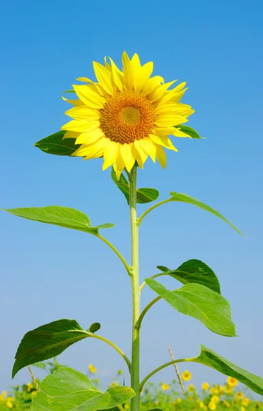 Sunflower — Stock Photo, Image