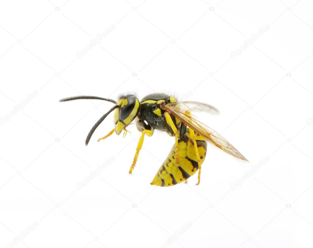 Wasp on the white
