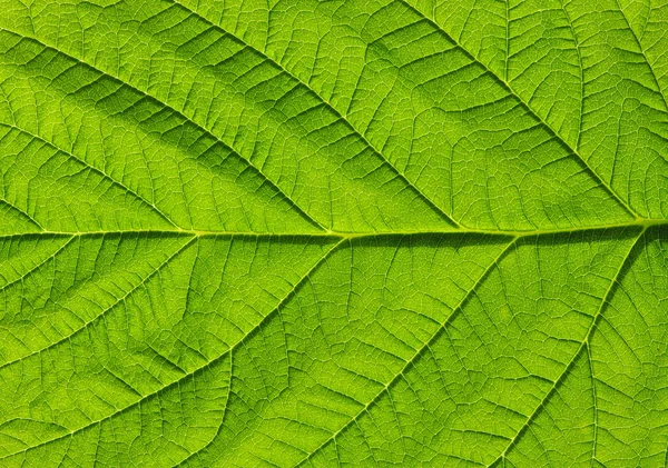 Bladstruktur — Stockfoto