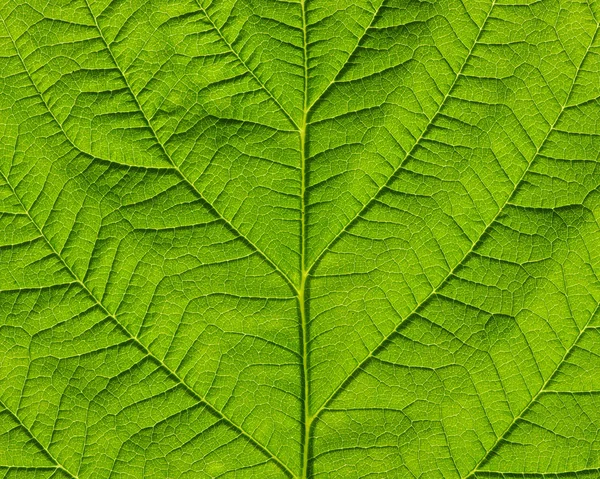 Textura de la hoja —  Fotos de Stock