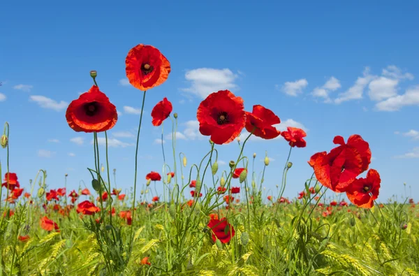 Amapolas rojas — Foto de Stock