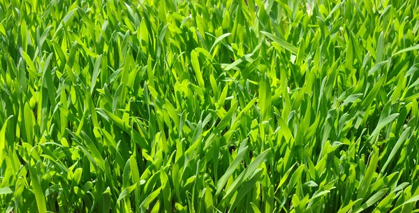 Pasto de fondo — Foto de Stock