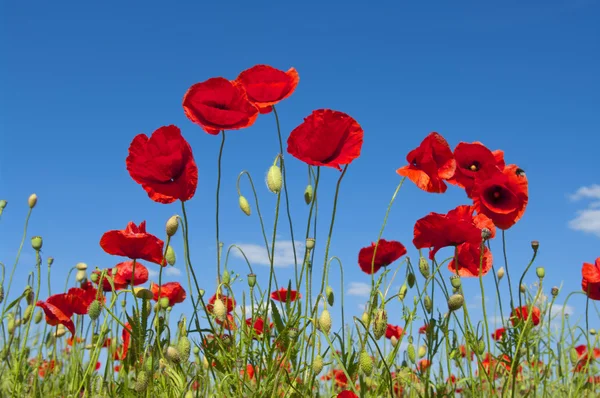 Red poppies — Stock Photo, Image