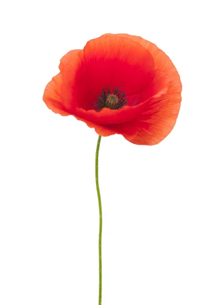 Roter Mohn — Stockfoto