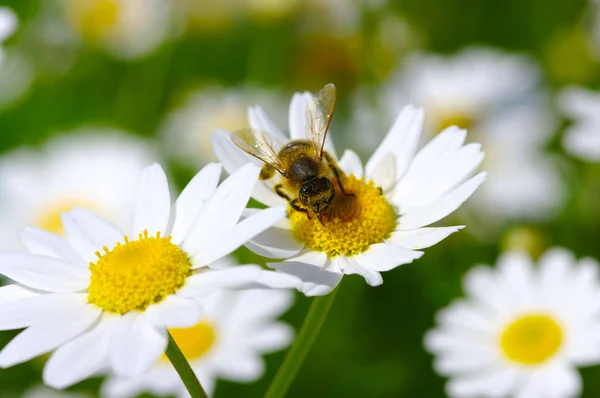 Bee on the chamomile — Stock Photo, Image