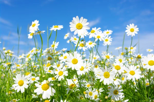 White daisies — Stockfoto