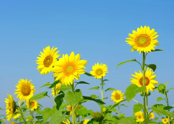 Sunflowers — Stock Photo, Image