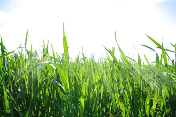 Green grass — Stock Photo, Image