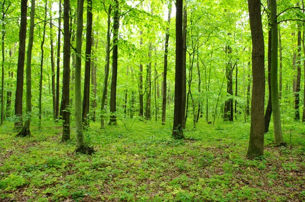 Floresta na primavera — Fotografia de Stock