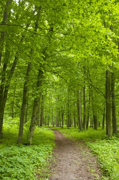 Bosque en primavera —  Fotos de Stock