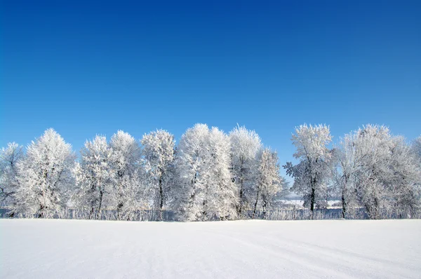 霜花的树 — 图库照片