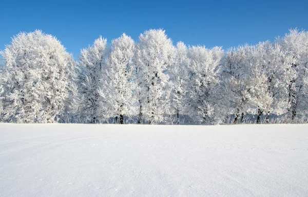 Berijpte bomen — Stockfoto