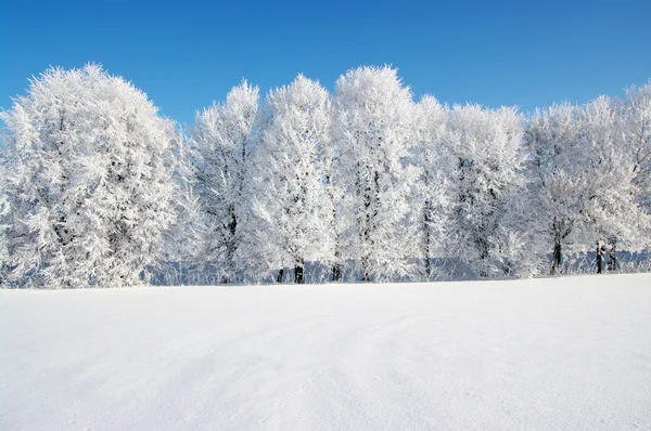 Frostige Bäume — Stockfoto